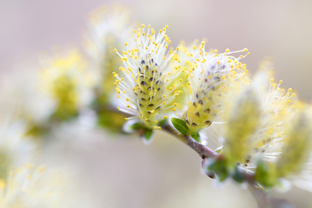 Bild-Nr: 11487842 Trauerweidekätzchen Salix alba tristis Erstellt von: Renate Knapp