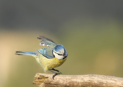 Bild-Nr: 11487927 Blaumeise Cyanistes caeruleus Erstellt von: Heike  Hultsch