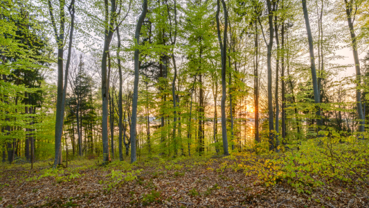 Bild-Nr: 11488230 Im Wald am Ammersee Erstellt von: DenisFeiner