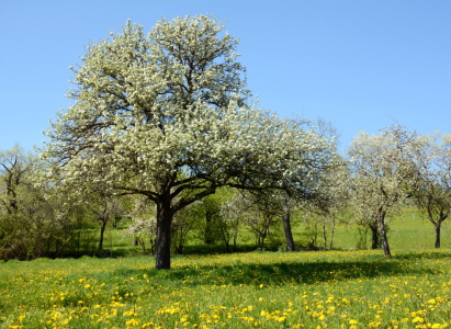 Bild-Nr: 11488386 .. in der Streuobstwiese .. Erstellt von: GUGIGEI