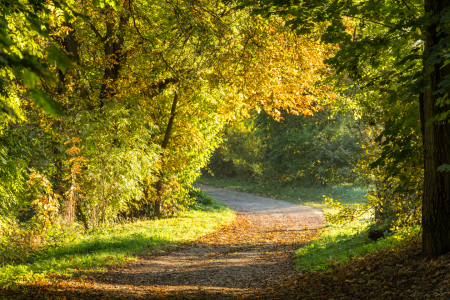 Bild-Nr: 11488559 Herbstweg Erstellt von: TomKli