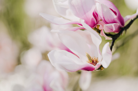 Bild-Nr: 11489530 Magnolienblüte Erstellt von: aliasemma