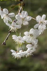 Bild-Nr: 11489627 Kirschblüten Erstellt von: Stephanie Stephanie Dannecker