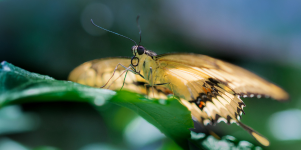 Bild-Nr: 11489641 butterfly Erstellt von: Richard-Young