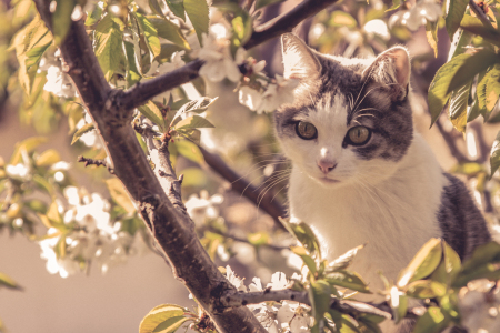 Bild-Nr: 11489676 Katze im Kirschbaum Erstellt von: Christoph Caina