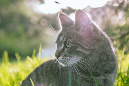 Bild-Nr: 11489678 Katze im Gegenlicht II Erstellt von: Christoph Caina