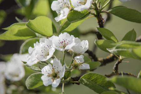 Bild-Nr: 11490099 Kirschblüten Erstellt von: Stephanie Stephanie Dannecker