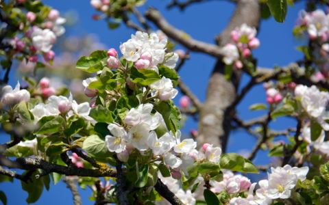 Bild-Nr: 11491005 Apfelblüte Erstellt von: GUGIGEI