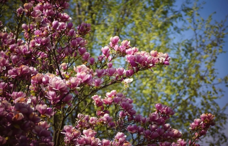 Bild-Nr: 11491045 Magnolien vor zartem Grün Erstellt von: youhaveadream