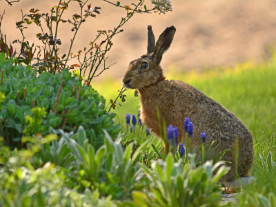 Bild-Nr: 11491535 Der ungerngesehener Hase Erstellt von: Ostfriese