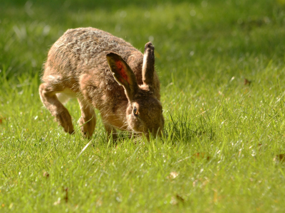 Bild-Nr: 11491551 Der hoppelnde Hase Erstellt von: Ostfriese