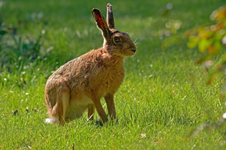 Bild-Nr: 11491567 Der erstarrte Hase Erstellt von: Ostfriese