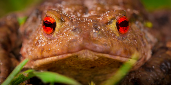 Bild-Nr: 11491799 Bufo bufo - Erdkröte Erstellt von: Richard-Young