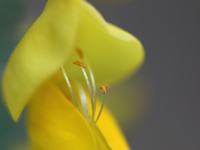 Bild-Nr: 11492042 Besenginster, Cytisus scoparius, Sarothamnus  Erstellt von: Renate Knapp