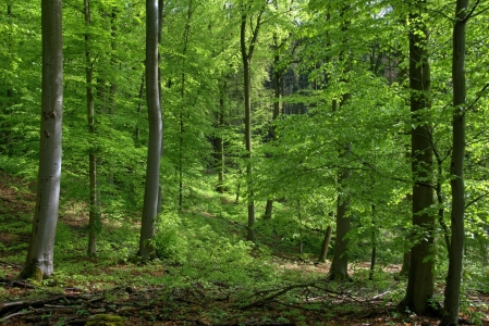 Bild-Nr: 11492204 Durch den hellen Wald im April Erstellt von: RonNi