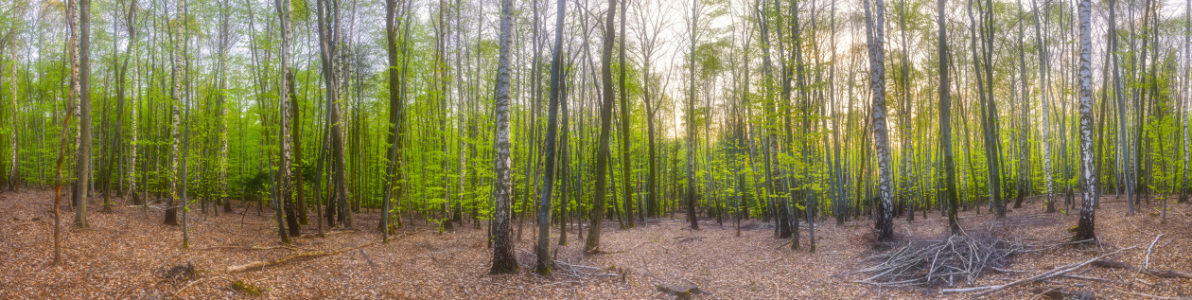 Bild-Nr: 11492221 Birkenwald Panorama Erstellt von: DenisFeiner