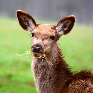 Bild-Nr: 11492353 Mahlzeit! Erstellt von: GUGIGEI