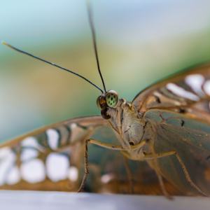 Bild-Nr: 11492788 butterfly Erstellt von: Richard-Young