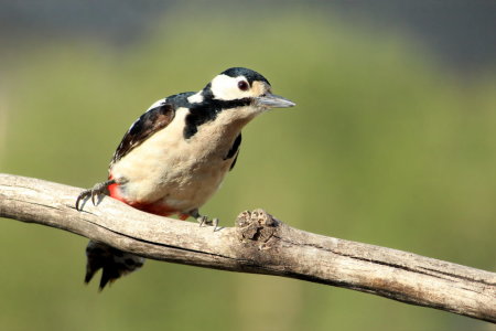 Bild-Nr: 11493265 Specht Erstellt von: Heike Hultsch