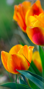 Bild-Nr: 11493739 FRÜHLING Erstellt von: Richard-Young