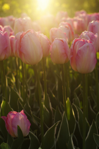 Bild-Nr: 11493924 Tulpen im Sonnenlicht Erstellt von: RiccardoFranke