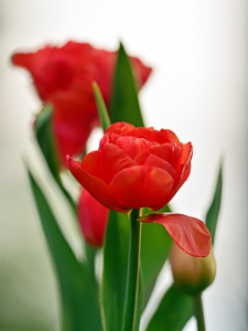 Bild-Nr: 11494409 Tulpenidylle Erstellt von: Ostfriese