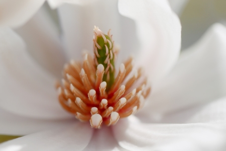 Bild-Nr: 11494712 Purpur-Magnolie Magnolia liliiflora Erstellt von: Renate Knapp