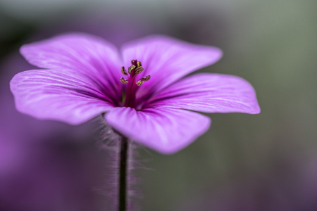 Bild-Nr: 11494729 Geranium Erstellt von: shaas737