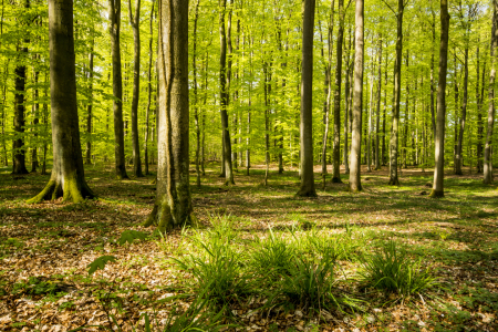 Bild-Nr: 11494803 Frühlingswald Erstellt von: Armin Redöhl