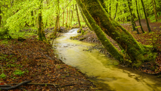 Bild-Nr: 11494964 In the forrest Erstellt von: DenisFeiner