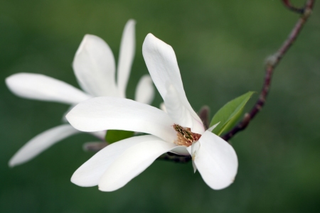 Bild-Nr: 11495032 Stern-Magnolie Magnolia stellata Erstellt von: Renate Knapp