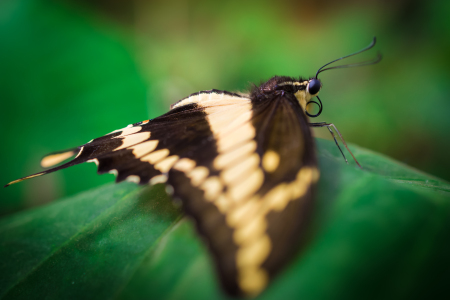 Bild-Nr: 11495033 butterfly Erstellt von: Richard-Young