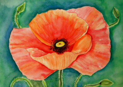 Bild-Nr: 11495229 Mohn-Blüte Aquarell Malerei Erstellt von: siegfried2838