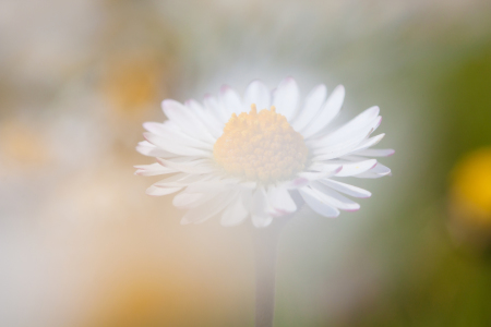 Bild-Nr: 11495370 Daisy Erstellt von: LiliumPictures