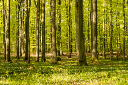 Bild-Nr: 11495399 Frühlingsmorgen im Wald Erstellt von: Armin Redöhl