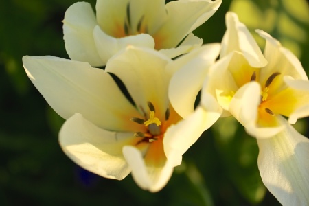 Bild-Nr: 11495431 Frühlingsmorgen im Tulpenbeet Erstellt von: Ursula Reins