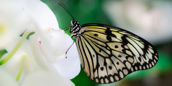 Bild-Nr: 11495557 butterfly Erstellt von: Richard-Young