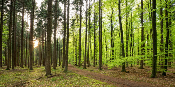 Bild-Nr: 11495565 Frühling im Wald Erstellt von: Nordbilder