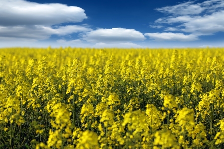 Bild-Nr: 11495596 Rapsfeld Brassica napus Erstellt von: Renate Knapp