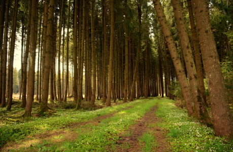 Bild-Nr: 11495605 Waldweg Erstellt von: GUGIGEI