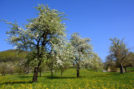 Bild-Nr: 11495609 Frühling in der Streuobstwiese Erstellt von: GUGIGEI