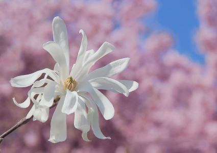 Bild-Nr: 11495637 Magnolie vor rosa Kirschbaum Erstellt von: SusaZoom