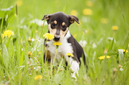 Bild-Nr: 11495647 <3 Erstellt von: petschenga
