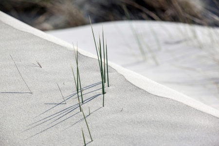 Bild-Nr: 11495673 Strandhafer© Erstellt von: wompus