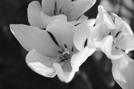 Bild-Nr: 11495756 white tulips Erstellt von: Ursula Reins