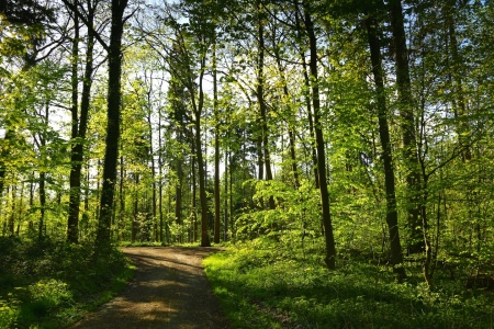 Bild-Nr: 11495760 Waldfrieden Erstellt von: Ursula Reins