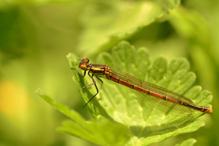 Bild-Nr: 11495856 Frühe-Adonislibelle Erstellt von: Ostfriese