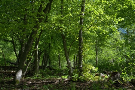 Bild-Nr: 11495926 Frisches Grün im Aprilwald Erstellt von: RonNi