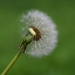 Bild-Nr: 11496228 Pusteblume Erstellt von: gabii40