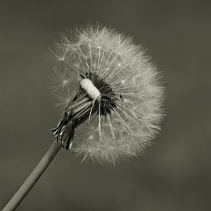 Bild-Nr: 11496234 Pusteblume Erstellt von: gabii40